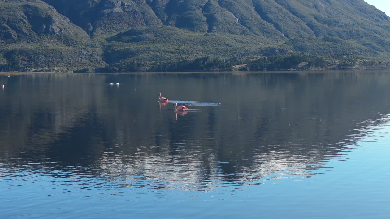 Two pink flamingos soaring gracefully over serene lake, while others swim peacefully nearby, with majestic mountains rising in background, creating a tranquil natural landscape in patagonian region