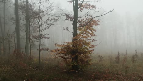 foggy day in autumn forest, leaves falling from tree