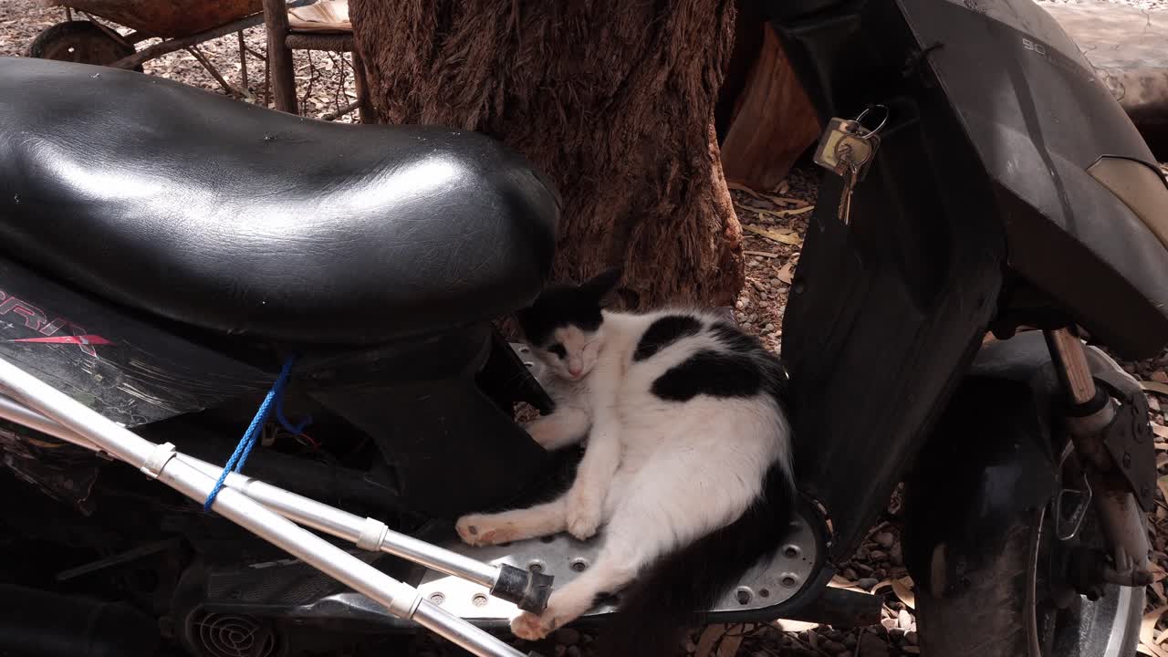 A black and white cat sleeps peacefully on the footrest of a gasoline moped