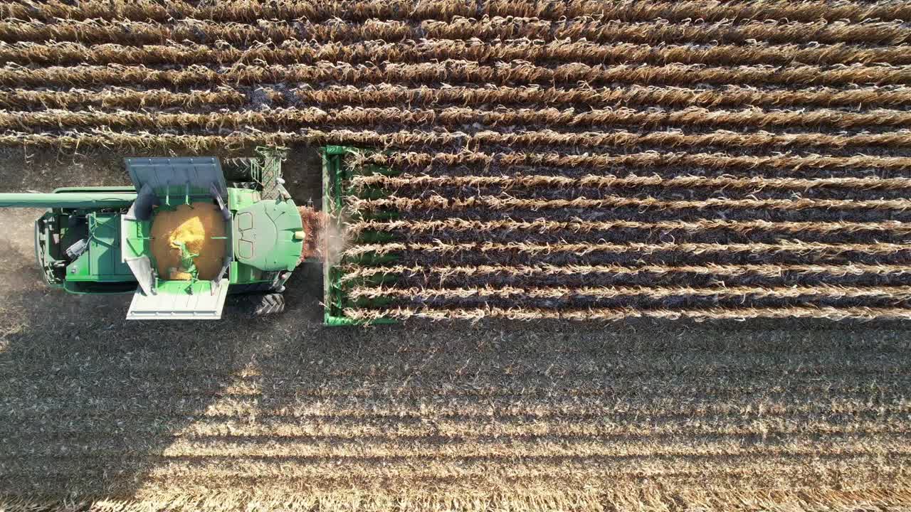 en noviembre, una operación agrícola en ne wisconsin corta y recolecta maíz para ensilaje