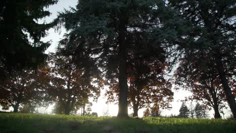 Helles-Sonnenlicht-Strahlt-Durch-Einen-Wald-Von-Bäumen-Mit-Niedriger-Schwenkaufnahme-In-Kanada