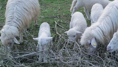 Cute-lambs-and-ewes-eating-leaves-from-branches-outside-in-Sardinia,-Italy