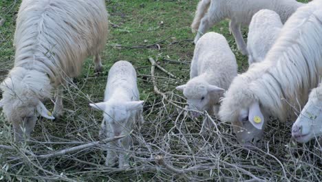 lindos corderos y ovejas comiendo hojas de ramas afuera en cerdeña, italia