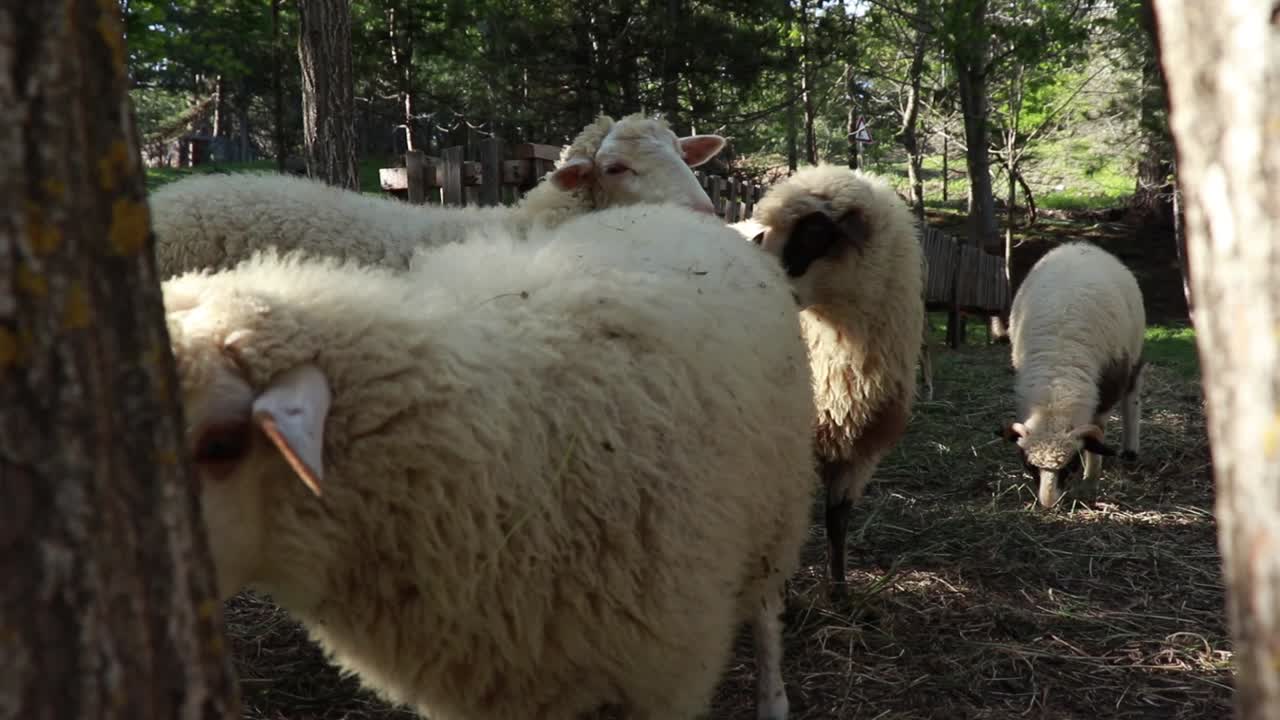 vista cercana de ovejas curiosas descansando cerca de un puesto de verano