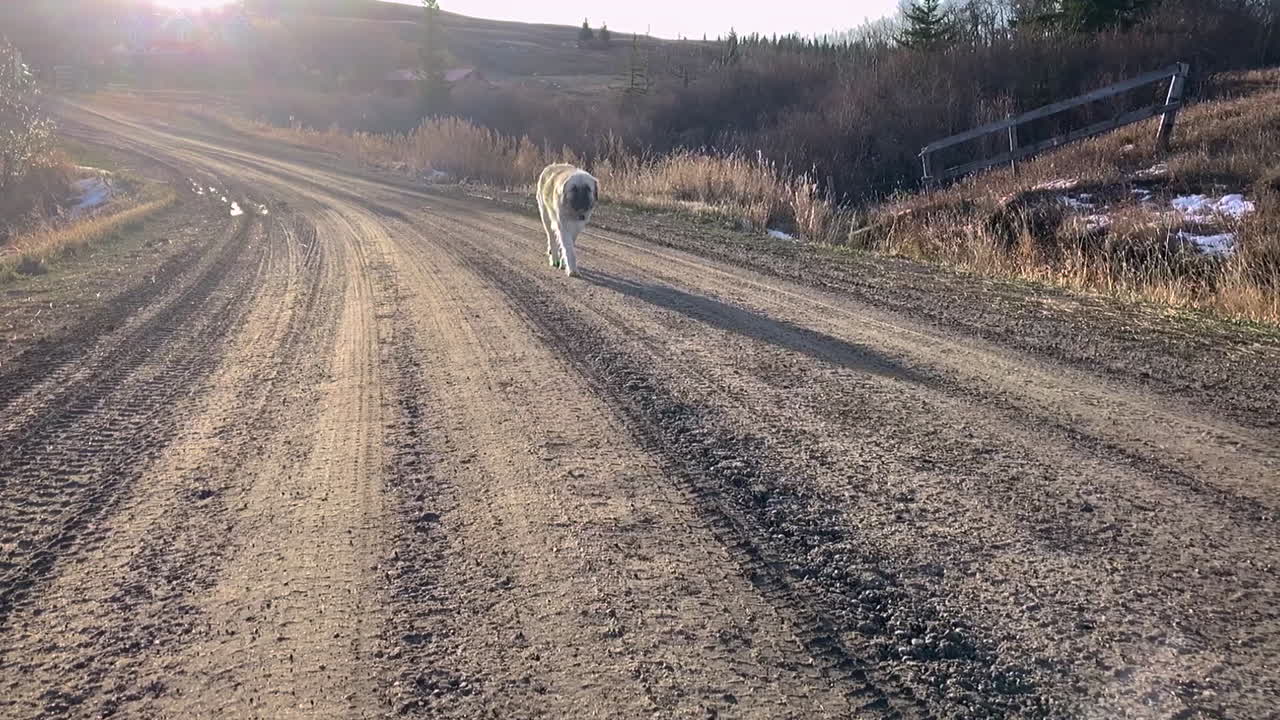 perro pastor de anatolia caminando por un camino de tierra con luz solar brillante detrás, cámara lenta