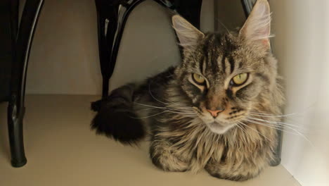 Close-up-shot-of-adorable-tabby-cat,-domestic-pet-sitting-under-the-tool-and-then-moving-around-in-timelapse-in-a-house