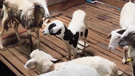 sheep in a farm barn