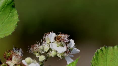 honey bee apis mellifera, on bramble flower in early summer