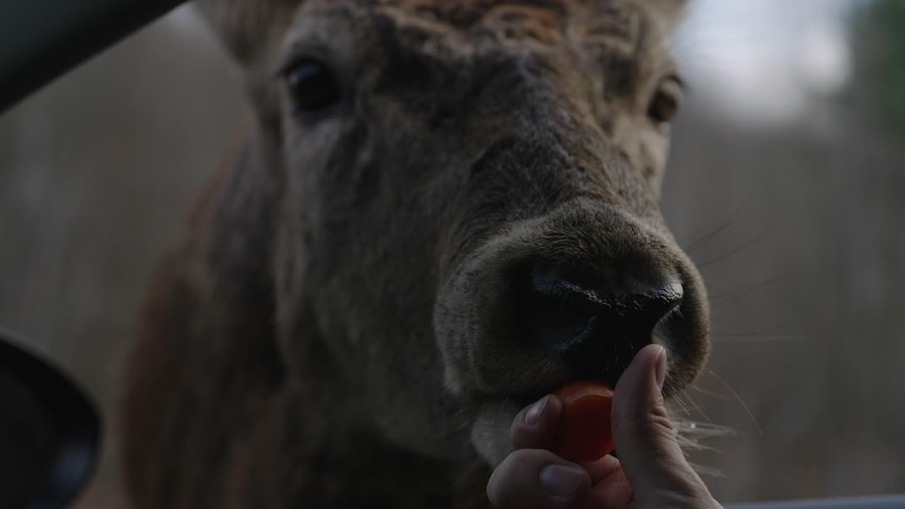 primer plano de la mano humana alimentando alces con zanahoria en el parque omega en quebec - cámara lenta