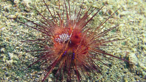 Strahlender-Seeigel-Mit-Zebra-Seeigelkrabbe-Auf-Sandboden,-Ansicht-Von-Oben