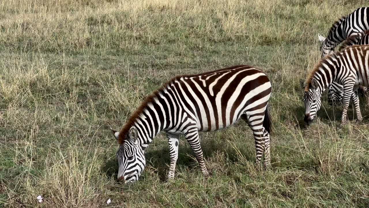 Grant's zebra (Equus quagga boehmi) grazing in Ngorongoro crater, Tanzania.