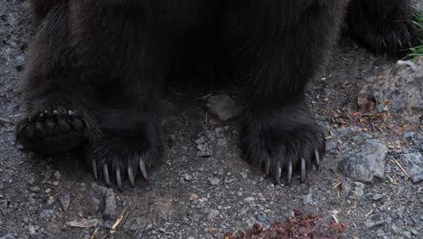 closeup of a brown bear and his paws, alaska