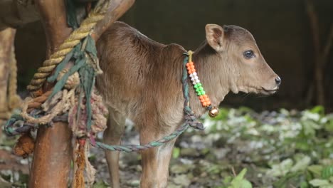 Little-calf-mooing-and-shooing-away-flies-in-corral