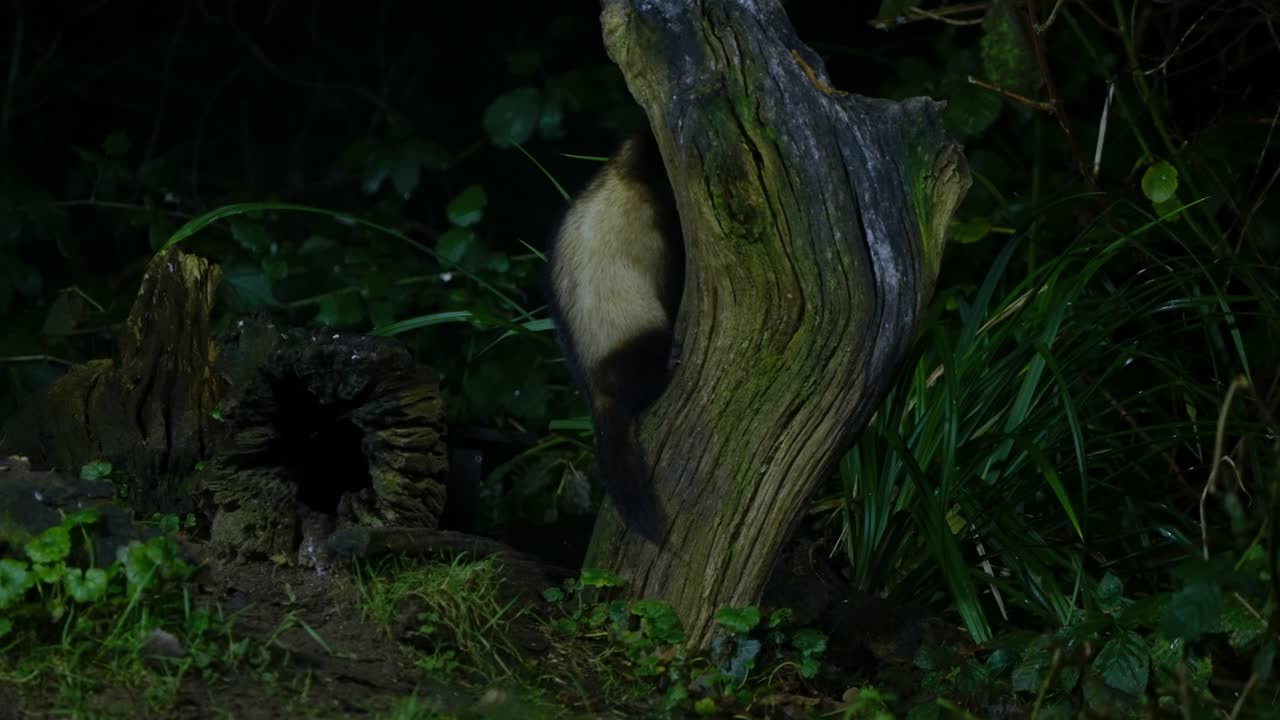 European polecat climbing over mossy trunk in slow motion natural history