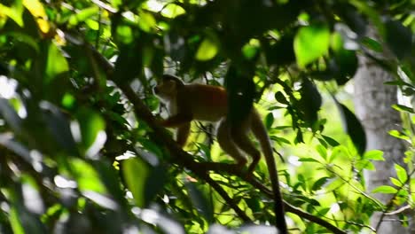 Mono-Ardilla-Naranja-Joven-Con-Cola-Larga-Escabulléndose-A-Través-Del-Espeso-Bosque-Frondoso-Del-Sur-De-Costa-Rica