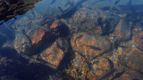 Viele-Kleine-Fische-Schwimmen-In-Kristallklarem-Wasser-In-Einem-Bergsee