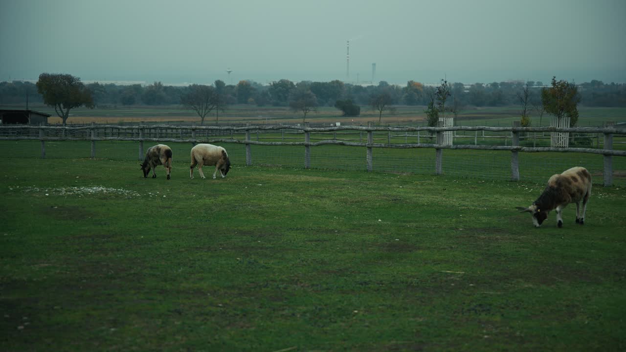 group of sheep grazing on an open green field enclosed by a wooden fence, with rolling hills and trees in the background under an overcast sky