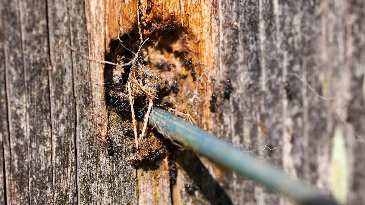 Primo piano di formiche che costruiscono un nido nel legno, mostrando lavoro di squadra e comportamento naturale in un ambiente illuminato dal sole.