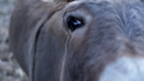 burro curioso mirando a la cámara. de cerca
