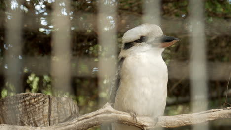 kookaburra australien natif en cage dans une réserve faunique