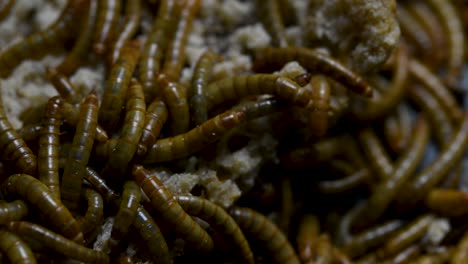 the mealworm is a species of darkling beetle used to feed pets like fish, snakes, birds, and frogs