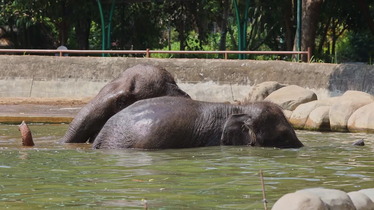 Elephants Bathing in a Zoo Pool