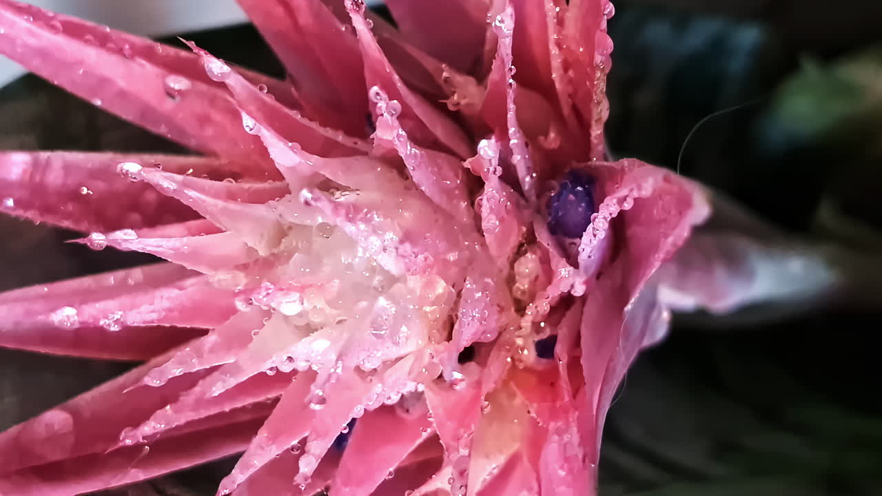 Close-up of pink exotic flower with water droplets in Jelgava, Latvia