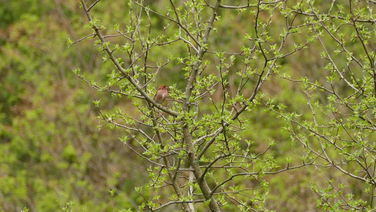 캐나다의 나뭇가지에 문장이 없는 북부 추기경 새, 와이드 샷