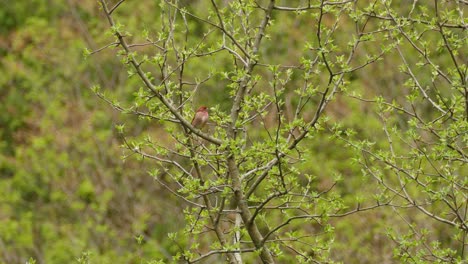 northern cardinal bird with no crest perched on a branch in canada, wide shot