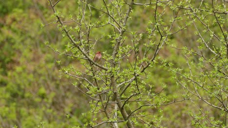 northern cardinal bird with no crest perched on a branch in canada, wide shot