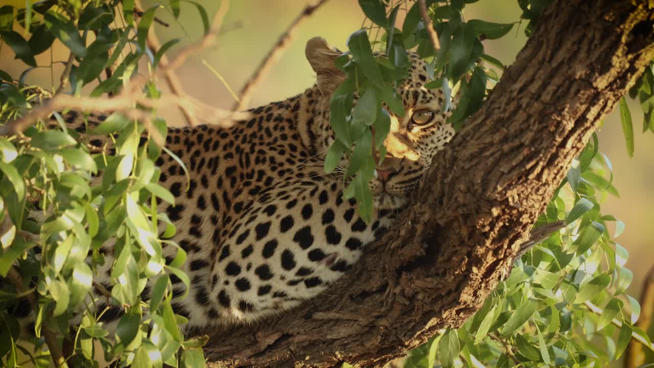 close up de leopardo mirando a la cámara a través de las hojas en el árbol, sudáfrica