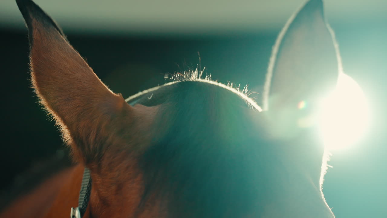 Primer plano de las orejas y la cruz de un caballo semental de carreras marrón, hermosa iluminación
