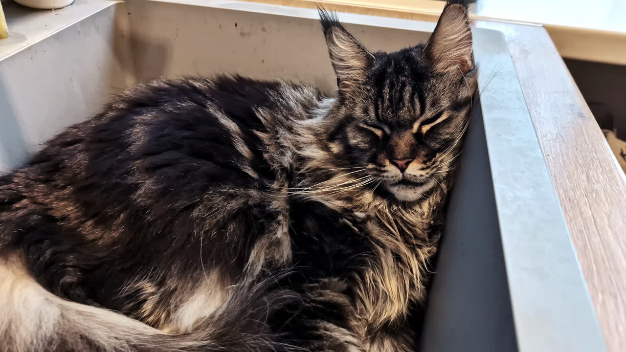 Maine coon resting inside sink in kitchen at Jelgava, Latvia