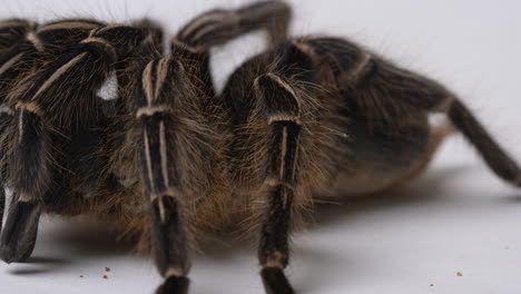 Salmon-Pink-Bird-eater-Tarantula---close-up-on-legs-and-hairs-standing-up---white-background