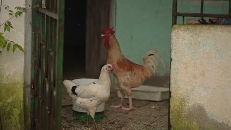 Huhn-Und-Hahn-Laufen-Um-Den-Bauernhof-Herum