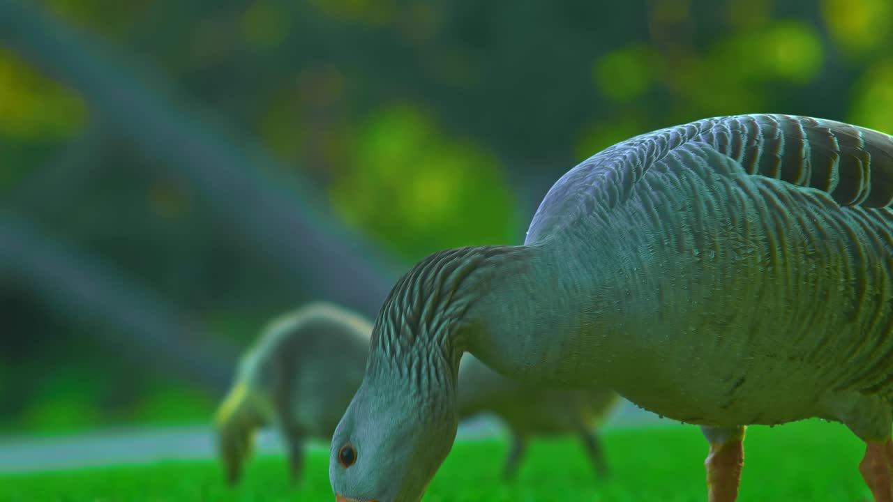 крупный план чайки и детеныша чайки едят вместе pildammsparken i malmö svenska natur i malm?