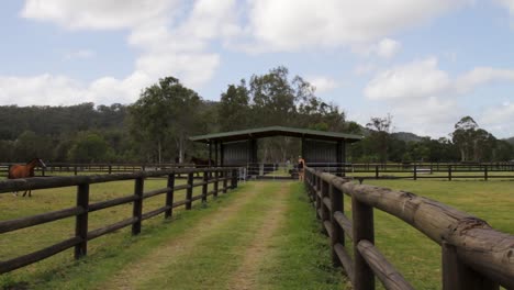 A-large-brown-horse-racing-along-a-fence-line