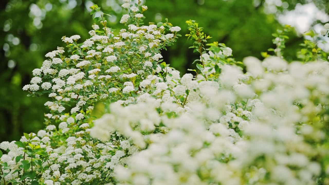 Fresh spirea bushes in full bloom swaying gently in woodland breeze, Latvia