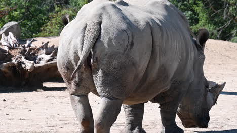 Parque-Zoológico-De-Francia:-El-Trasero-De-Un-Rinoceronte,-Mientras-La-Bestia-Se-Aleja