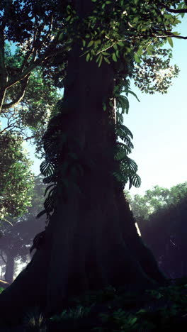 exploring a serene forest with sunlight filtering through the trees