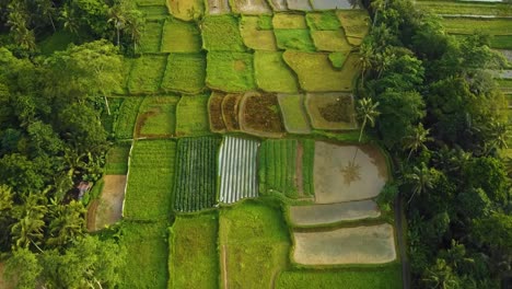 Asombrosas-Imágenes-Cinematográficas-De-Ubud,-Bali-Drone-Con-Exótica-Terraza-De-Arroz,-Pequeñas-Granjas,-Casas-De-Pueblo-Y-Plantaciones-Agroforestales