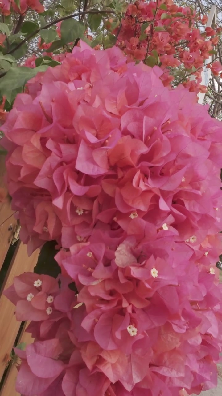 Close-up of Vibrant Pink Bougainvillea Flowers