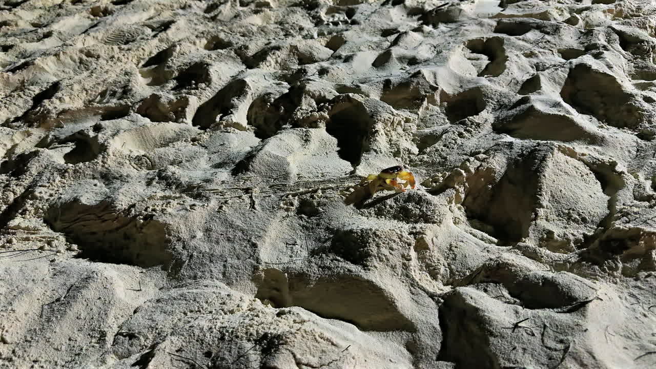 Large red land crab crawling across sand near the ocean coastline