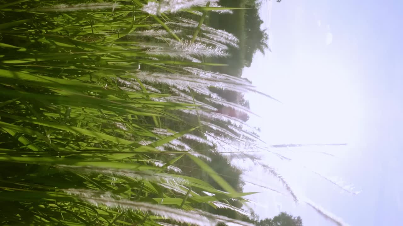 цветы на траве появляются, когда вспыхивает солнце