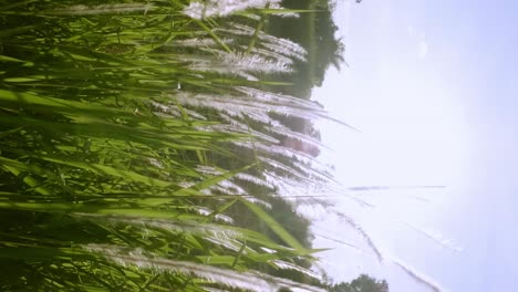 las flores de la hierba están en camino cuando el sol brilla