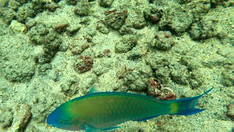 un colorido pez loro nadando debajo de un nadador en la isla grande de hawai