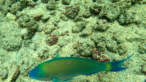 a colorful parrotfish swimming beneath a swimmer on the big island of hawaii