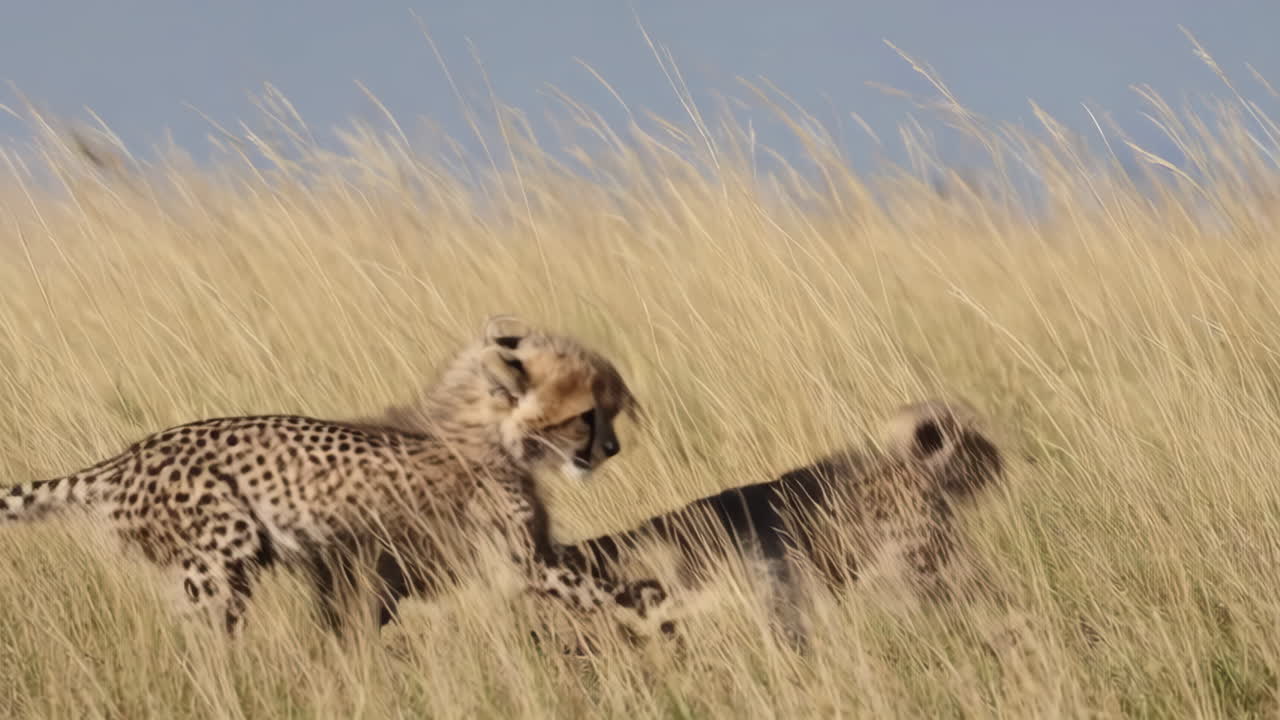 Cheetah Cubs in the African Grassland