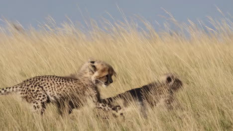 cheetah cubs in the african grassland