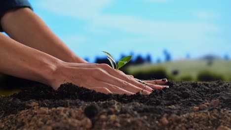 close up of a male farmer's hands cropping black dirt mud with a tree sprout to plant at the farm